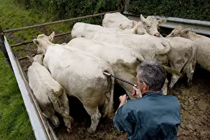 Needles: Vaccination of cows against bluetongue France