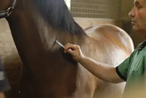 Needles: Vaccination of a horse by intra-muscular injection