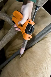 Needles: Vaccination of a young veal destined to fattening stalls