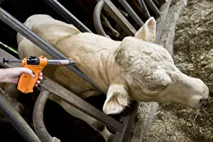 Needles: Vaccination of a young veal destined to fattening stalls