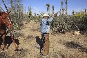 Capturing: Vacheros capturing a newborn calf roping Mexico