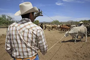 Arrest: Vacheros catching animals for vaccination Mexico