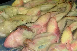 Preserved: Vacuum Sealed Preserved Frogs