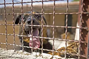 Corrals: Vagabond dog in an enclosure of the SPCA in Provence France