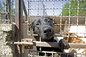 Gloomly: Vagabond dog in an enclosure of the SPCA in Provence France