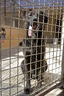 Corrals: Vagabond dog in an enclosure of the SPCA in Provence France