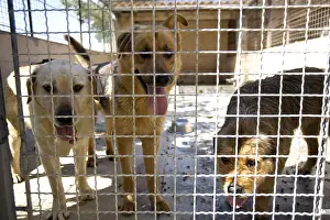 Corrals: Vagabond dogs in an enclosure of the SPA in France