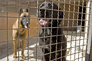 Corrals: Vagabond dogs in an enclosure of the SPCA in France