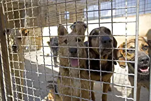 Gloomly: Vagabond dogs in an enclosure of the SPCA in France