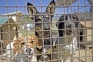 Corrals: Vagabond dogs in an enclosure of the SPCA in Provence France