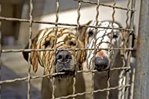 Gloomly: Vagabond dogs in an enclosure of the SPCA in Provence France