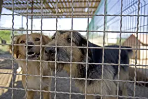 Corrals: Vagabond dogs in an enclosure of the SPCA in Provence France