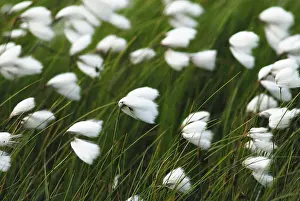 Eriophorum: vaginatum