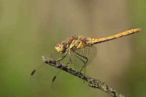 Vagrant: Vagrant Darter