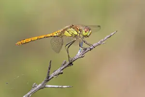 Anisoptera: Vagrant Darter