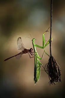 Vagrant: Vagrant Darter