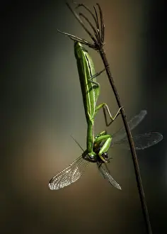 Vagrant: Vagrant Darter