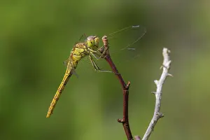 Vagrant: Vagrant Darter
