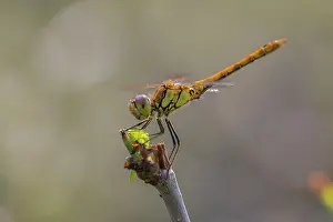 Vagrant: Vagrant Darter