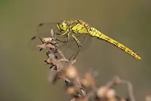 Unidentified: Vagrant Darter