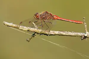 Sympetrum: Vagrant Darter