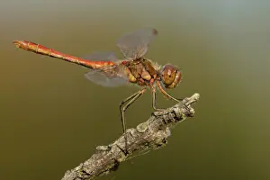 Sympetrum: Vagrant Darter