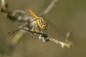 Sympetrum: Vagrant Darter