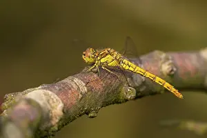 Sympetrum: Vagrant Darter