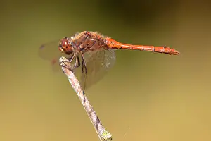 Sympetrum: Vagrant Darter