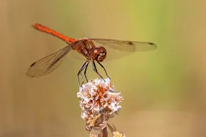 Sympetrum: Vagrant Darter