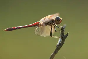 Sympetrum: Vagrant Darter