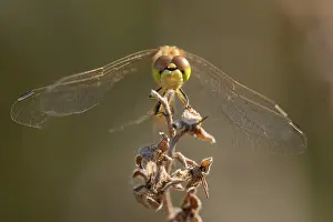 Unidentified: Vagrant Darter