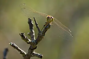 Sympetrum: Vagrant Darter