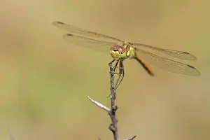 Sympetrum: Vagrant Darter