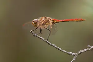 Sympetrum: Vagrant Darter