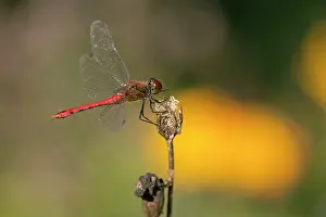 Vagrant: Vagrant Darter Dragonfly sunning itself on flower