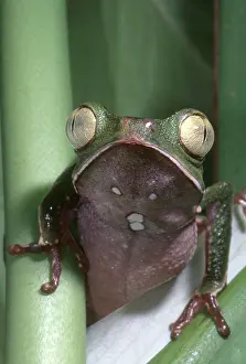 Ridged: Vaillanti's Monkey Frog