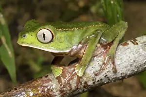 Ridged: Vaillanti's monkey frog