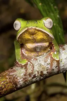 Ridged: Vaillanti's Monkey Frog