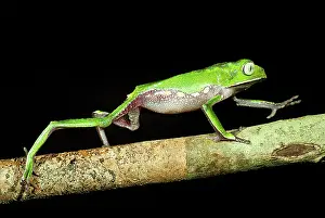 Hylid: Vaillanti's Monkey Frog