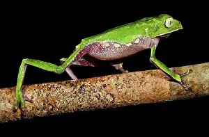 Hylid: Vaillanti's Monkey Frog