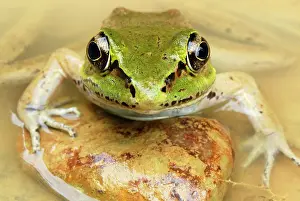 Vaillant: Vaillant's Frog
