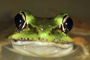 Vaillant: Vaillant's Frog