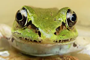 Vaillant: Vaillant's Frog
