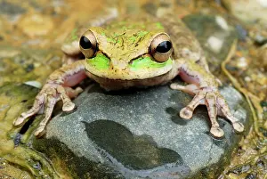 Vaillant: Vaillant's Frog
