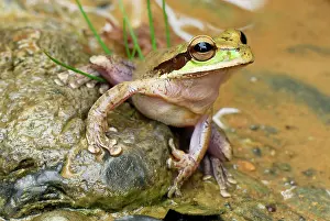 Vaillant: Vaillant's Frog