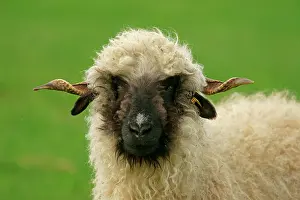 Orientalis: Valais Blacknose sheep (Ovis orientalis aries)