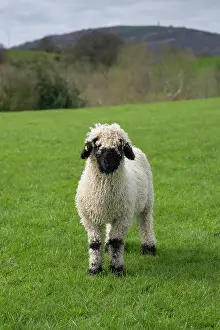 Lamb: Valais Blacknose Sheep, purebred, domestic, ungulates
