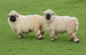 Sideways: Valais Blacknose Sheep, purebred, domestic animals