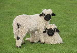 271221: Valais Blacknose Sheep, purebred, domestic animals